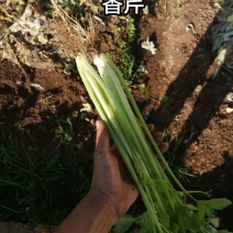 香芹60公分
