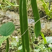 刀豆
