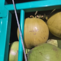 椰子个