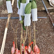 番石榴苗50-60cm，2年苗