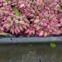 荷花荷花