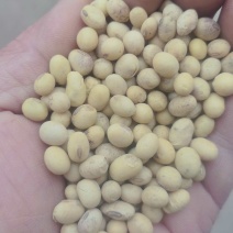 大豆