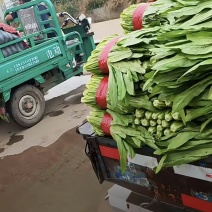 油麦菜新鲜油麦菜，红色带子捆扎