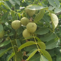 青皮核桃
