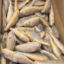 黄花鱼12斤/件