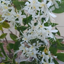 杜鹃长舌白花杜鹃