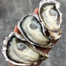 生蚝2两规格，薄壳显个头