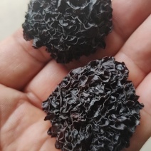 野生菌