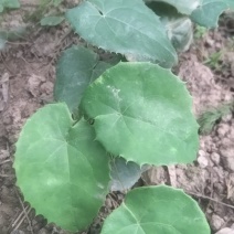 淫羊藿种苗纯山货