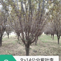 红叶李10-15公分低分枝红叶李