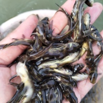 黄骨鱼苗5-6公分