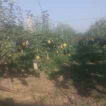 翠冠梨4两起步