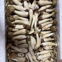 鸡枞菌