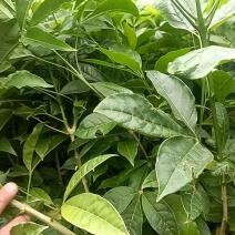 三叉苦种苗