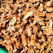 滑子菇干品