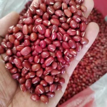 红小豆小红豆东北红小豆圆粒红豆食品原料红豆