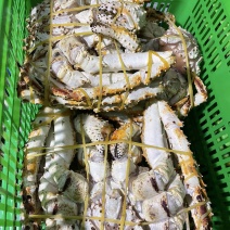 帝王蟹冻货