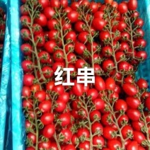 穗番茄红串番茄