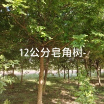 皂角树10公分;12公分;15公分皂角树