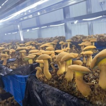 牛肝菌