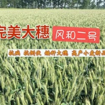 小麦种子风和一号,风和二号,50斤/袋;原种