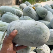 水果冬瓜