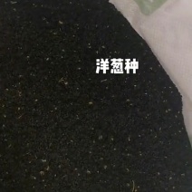 洋葱种子半高庄红皮洋葱种子，散装没有精加工