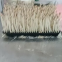 花生芽现定