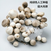 鲜草菇精选A货