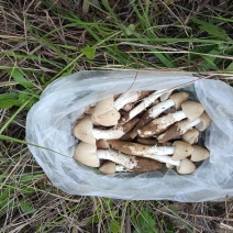 鸡枞菌