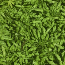 夜香花