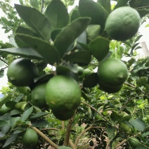 柠檬