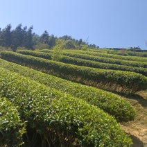 云雾茶散装