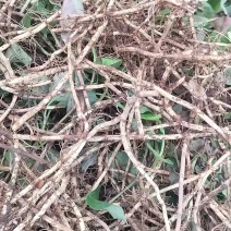 鱼腥草未清洗