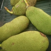 菠萝蜜14斤精品果