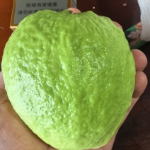 番石榴红心芭乐、白心芭乐都有，统货3两起，泡沫箱50斤装