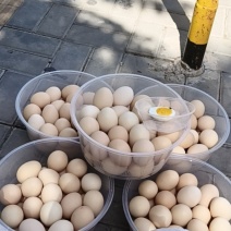鸡蛋