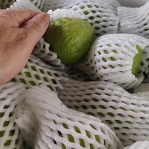 番石榴精品，包运费