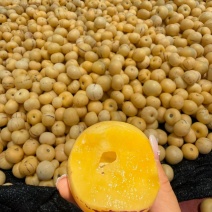 人参果