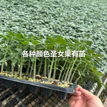 圣女果苗