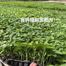 辣椒苗