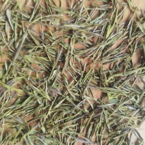 黄金芽零售120/斤，批发80/斤