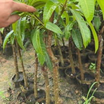 芒果苗2公分