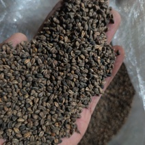荞麦苦荞带壳苦荞麦酿酒炒茶苦荞