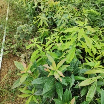 木荷苗双8杯苗