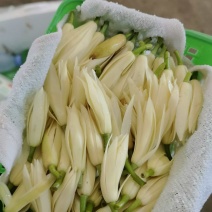 黄桷兰一筐100朵