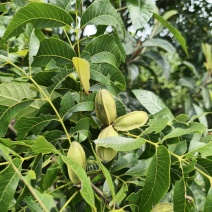 碧根果大果