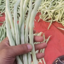 白条豆角白无丝/白不老