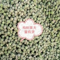 构树果统货