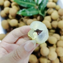 龙眼鲜果，石硖、储良品种；精品果/统果